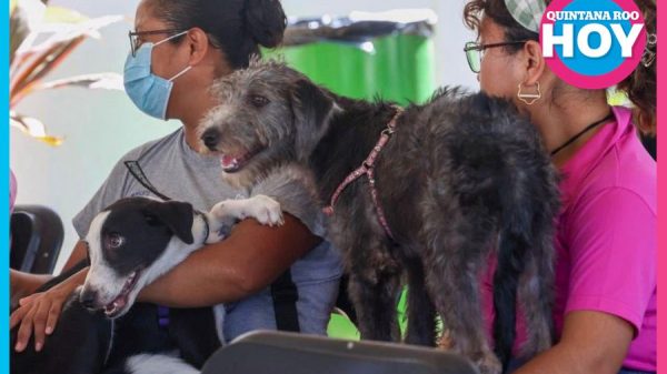 Veterinarios alertan por aumento de pulgas y garrapatas en mascotas en Cancún