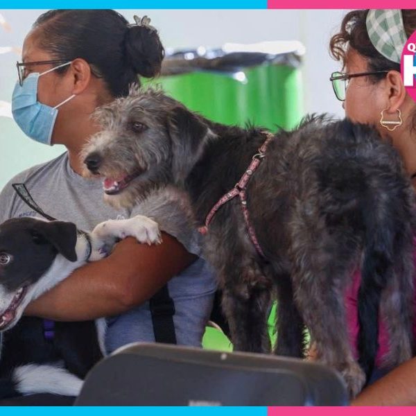 Veterinarios alertan por aumento de pulgas y garrapatas en mascotas en Cancún