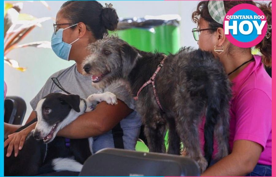 Veterinarios alertan por aumento de pulgas y garrapatas en mascotas en Cancún