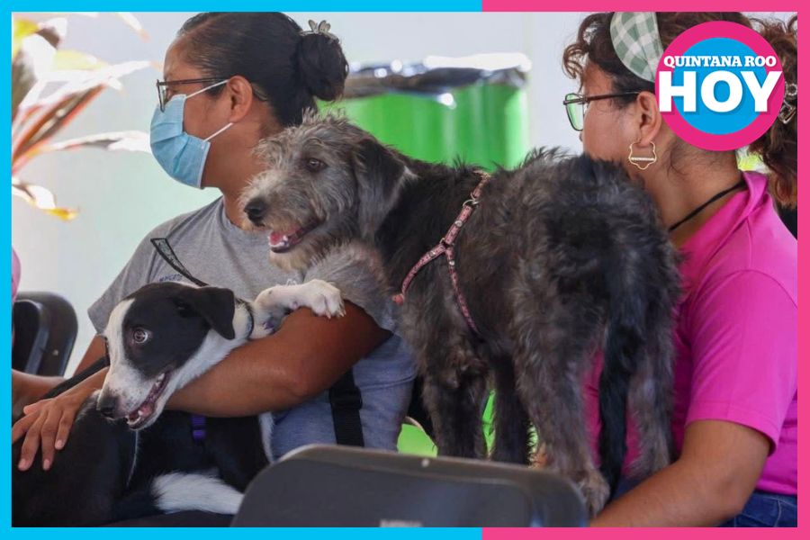 Veterinarios alertan por aumento de pulgas y garrapatas en mascotas en Cancún