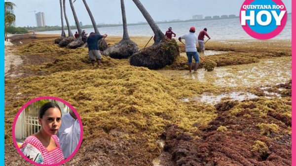 Cancún analiza uso de barcazas para frenar sargazo antes de que llegue a la playa