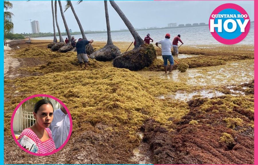 Cancún analiza uso de barcazas para frenar sargazo antes de que llegue a la playa