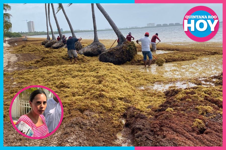 Cancún analiza uso de barcazas para frenar sargazo antes de que llegue a la playa