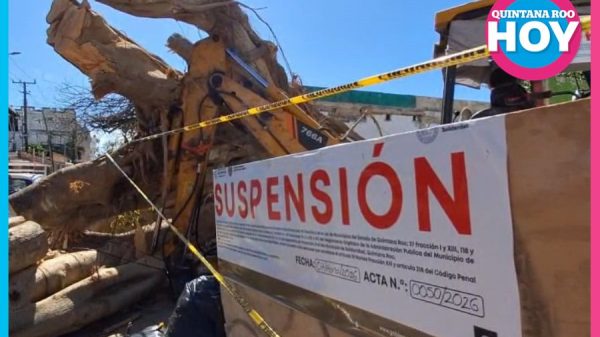 Destruyen álamo derribado en el centro de Playa del Carmen