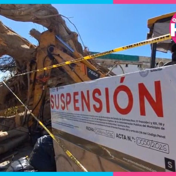 Destruyen álamo derribado en el centro de Playa del Carmen