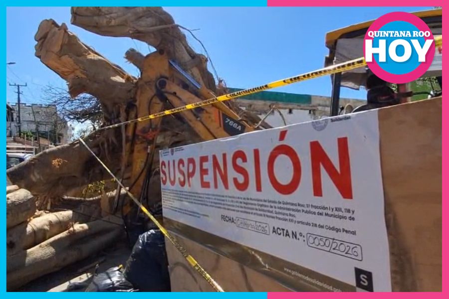 Destruyen álamo derribado en el centro de Playa del Carmen