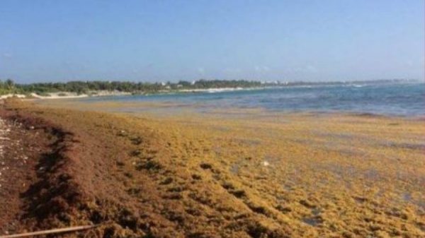 Sargazo afecta tours y actividad náutica en Tulum