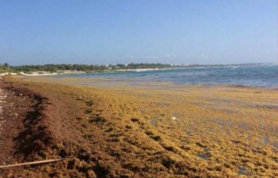 Sargazo afecta tours y actividad náutica en Tulum