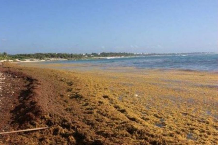 Sargazo afecta tours y actividad náutica en Tulum