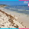 Arriba más sargazo a playas de Tulum; baja afluencia