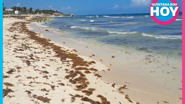 Arriba más sargazo a playas de Tulum; baja afluencia