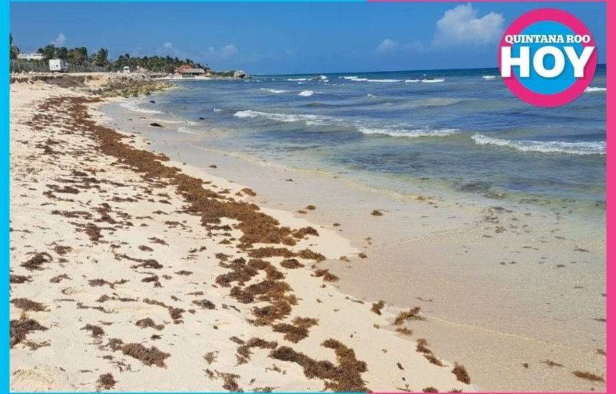 Arriba más sargazo a playas de Tulum; baja afluencia