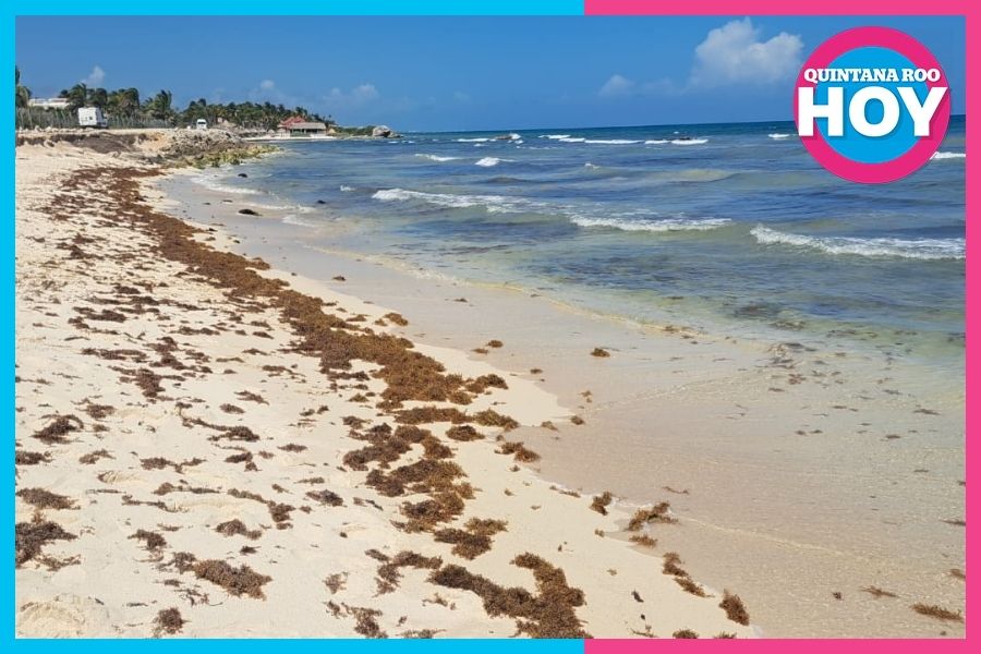 Arriba más sargazo a playas de Tulum; baja afluencia