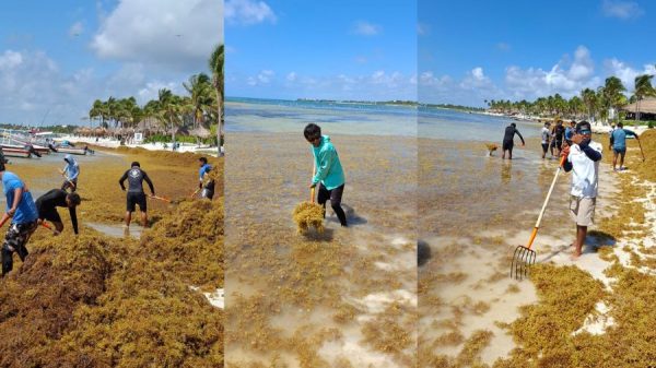 Sargazo invade de madrugada la bahía de Akumal; reacción inmediata logra limpiarla en horas