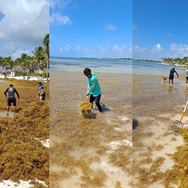 Sargazo invade de madrugada la bahía de Akumal; reacción inmediata logra limpiarla en horas