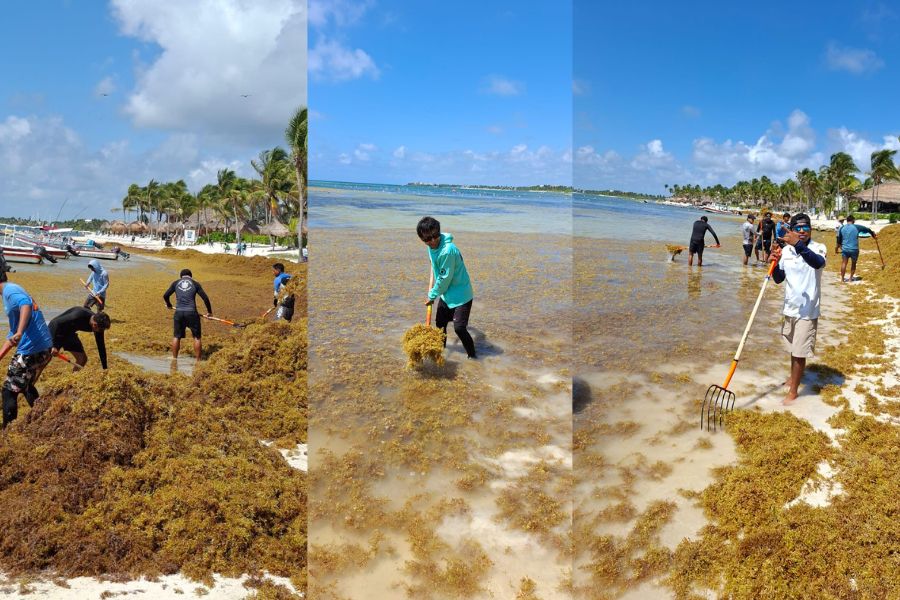 Sargazo invade de madrugada la bahía de Akumal; reacción inmediata logra limpiarla en horas