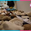 Puerto Morelos celebra 50 años de investigación arrecifal