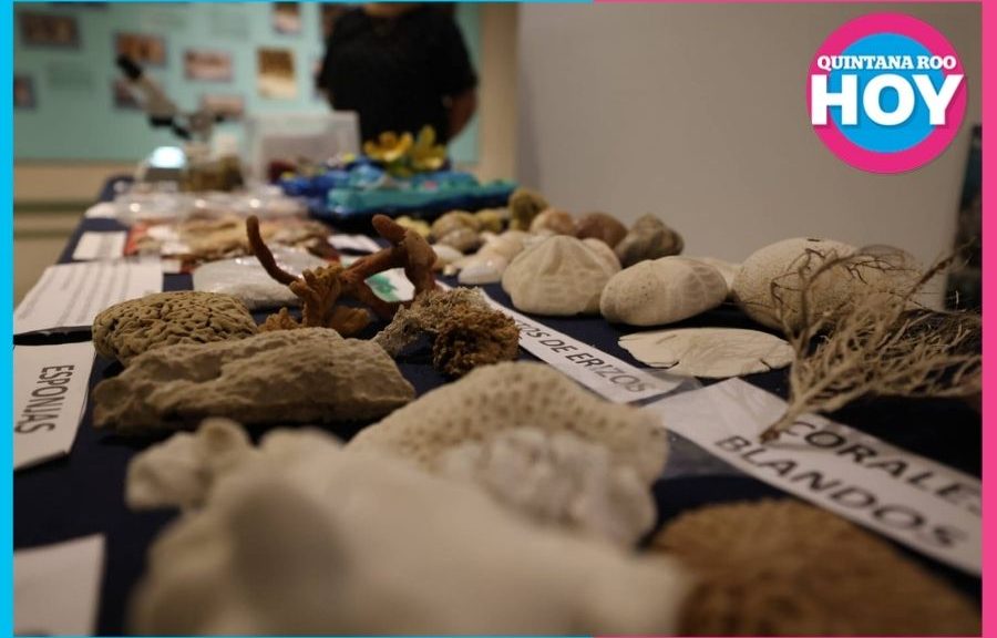 Puerto Morelos celebra 50 años de investigación arrecifal