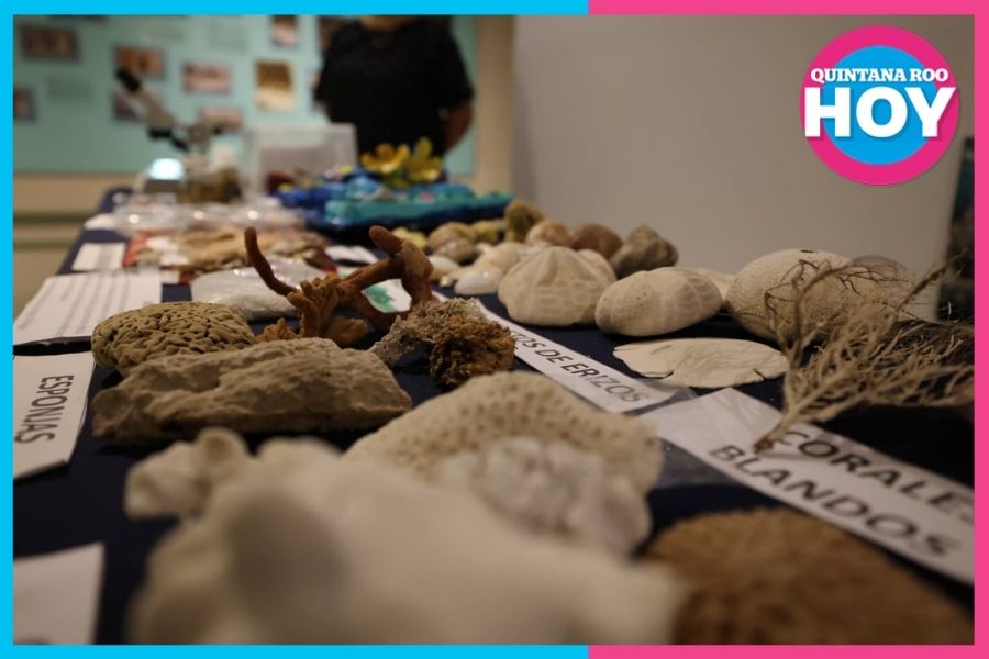 Puerto Morelos celebra 50 años de investigación arrecifal