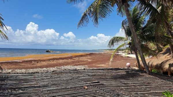 Tulum busca tecnología internacional para combatir el sargazo