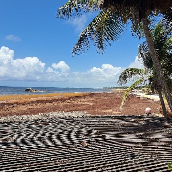 Tulum busca tecnología internacional para combatir el sargazo