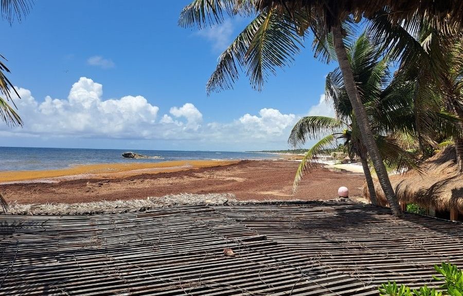 Tulum busca tecnología internacional para combatir el sargazo