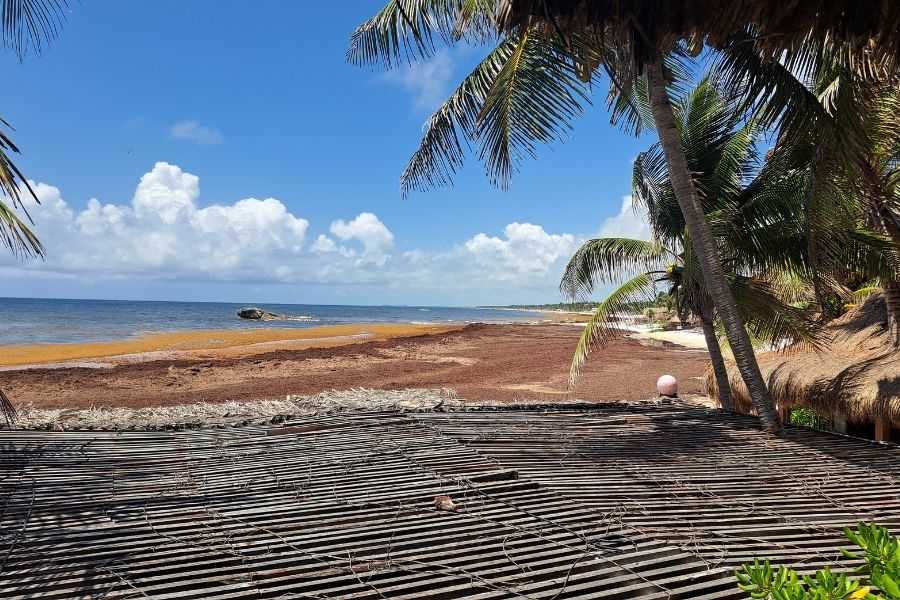 Tulum busca tecnología internacional para combatir el sargazo