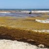 Sargazo golpea economía de Playa del Carmen; ventas caen 30%