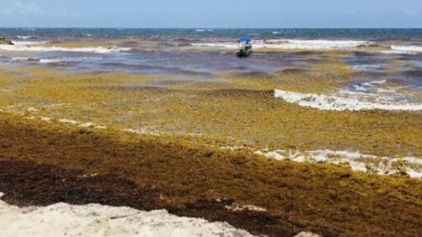 Sargazo golpea economía de Playa del Carmen; ventas caen 30%