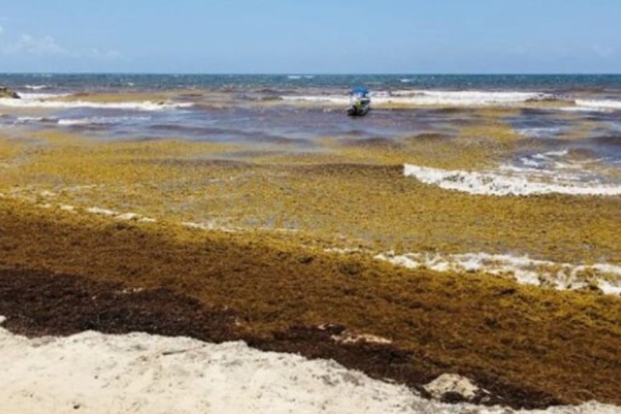 Sargazo golpea economía de Playa del Carmen; ventas caen 30%