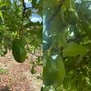 Campesinos ven señales de la naturaleza tras sismo y cosechas