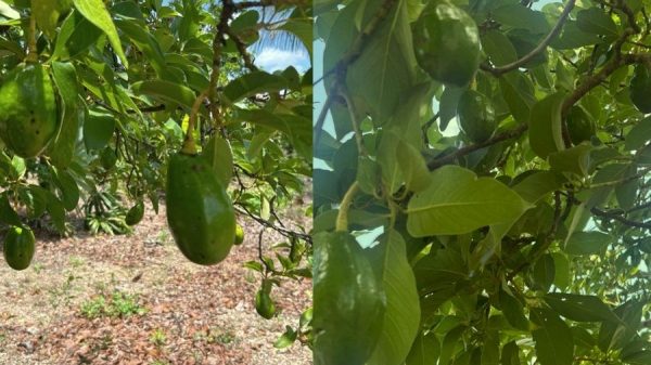 Campesinos ven señales de la naturaleza tras sismo y cosechas