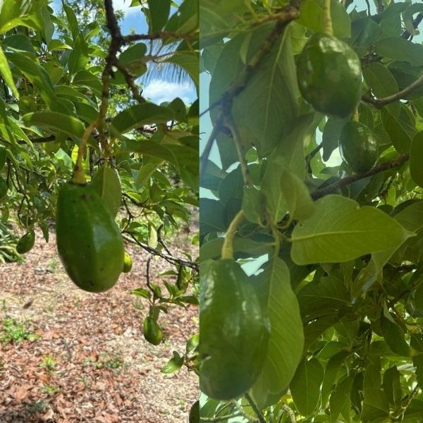 Campesinos ven señales de la naturaleza tras sismo y cosechas