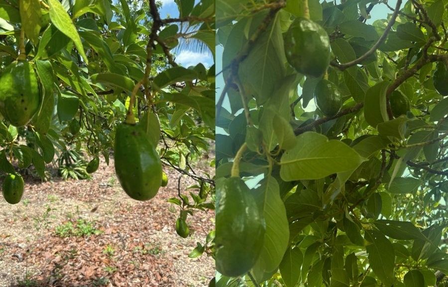 Campesinos ven señales de la naturaleza tras sismo y cosechas