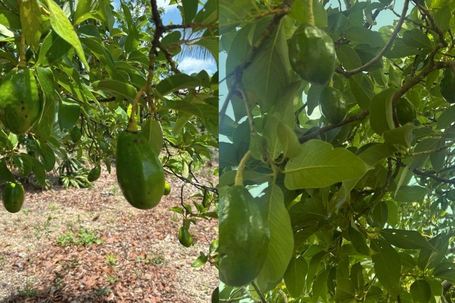 Campesinos ven señales de la naturaleza tras sismo y cosechas