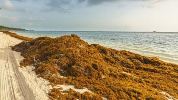 Hoteleros de Cancún descartan pedir emergencia por sargazo