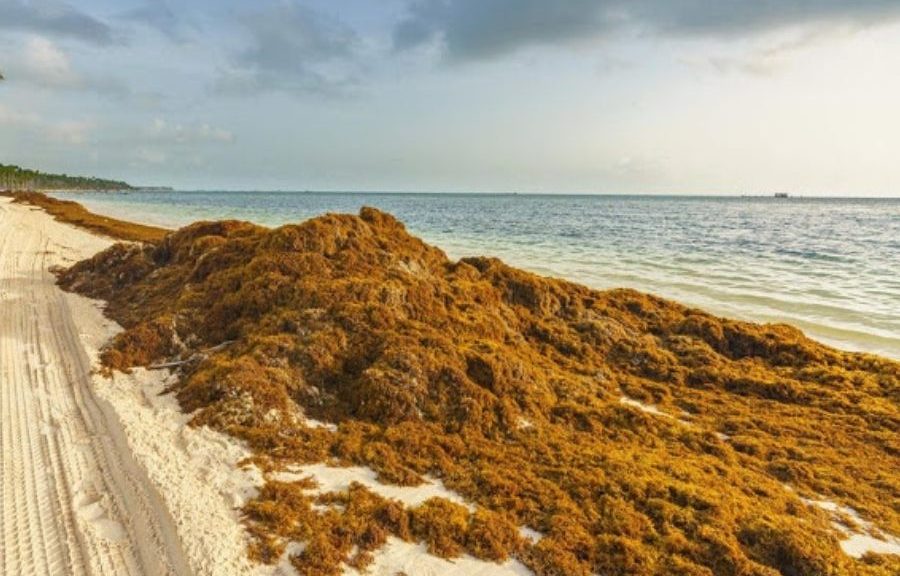 Hoteleros de Cancún descartan pedir emergencia por sargazo