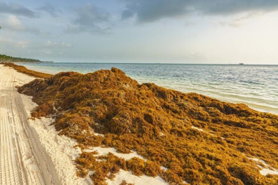 Hoteleros de Cancún descartan pedir emergencia por sargazo