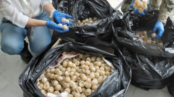 Detienen a hombre con más de 11 mil huevos de tortuga marina en Colima