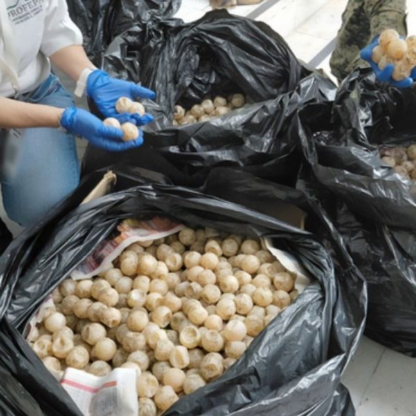 Detienen a hombre con más de 11 mil huevos de tortuga marina en Colima