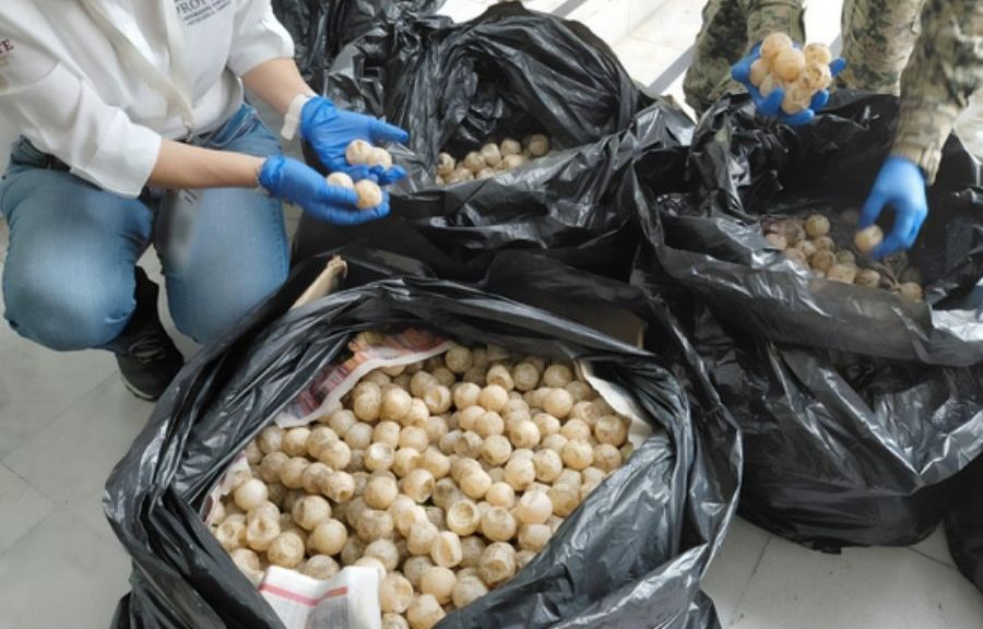 Detienen a hombre con más de 11 mil huevos de tortuga marina en Colima