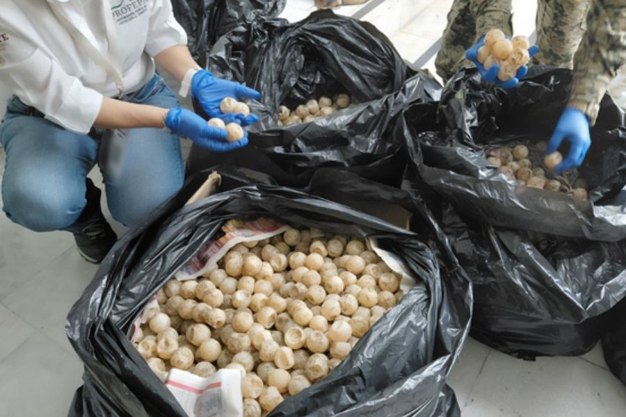 Detienen a hombre con más de 11 mil huevos de tortuga marina en Colima