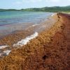 Sargazo en Quintana Roo desvía turistas al Caribe y Pacífico mexicano