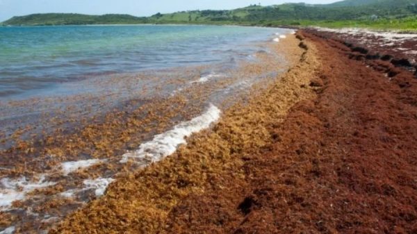 Sargazo en Quintana Roo desvía turistas al Caribe y Pacífico mexicano