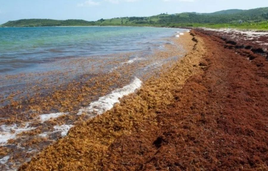 Sargazo en Quintana Roo desvía turistas al Caribe y Pacífico mexicano