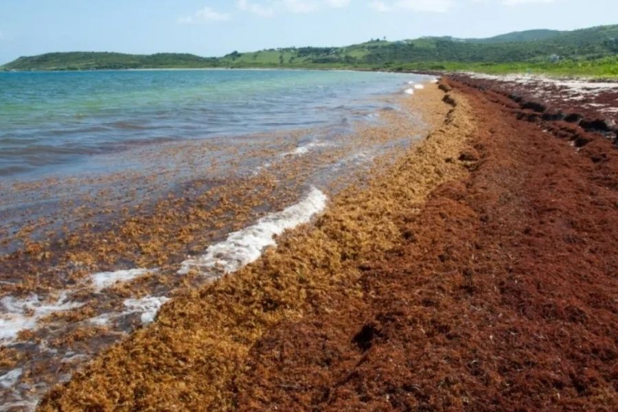 Sargazo en Quintana Roo desvía turistas al Caribe y Pacífico mexicano
