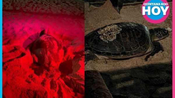 Día Mundial de las Tortugas Marinas: guardianas del Caribe que necesitan protección