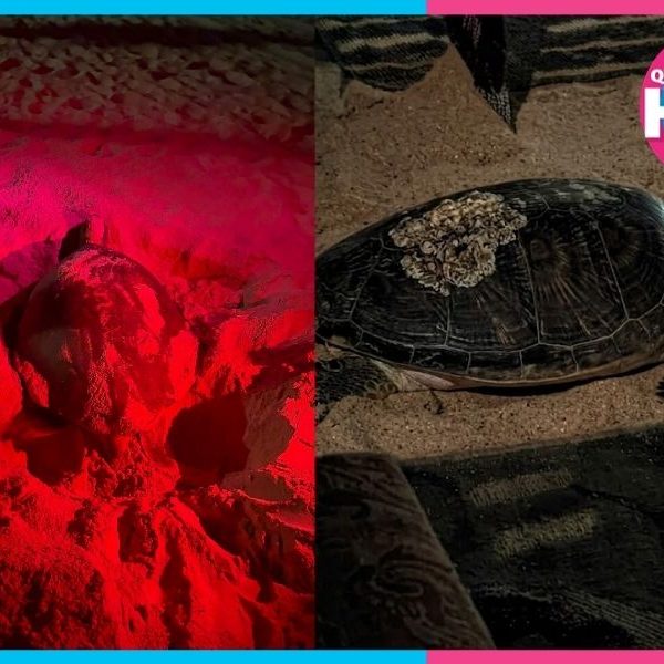 Día Mundial de las Tortugas Marinas: guardianas del Caribe que necesitan protección