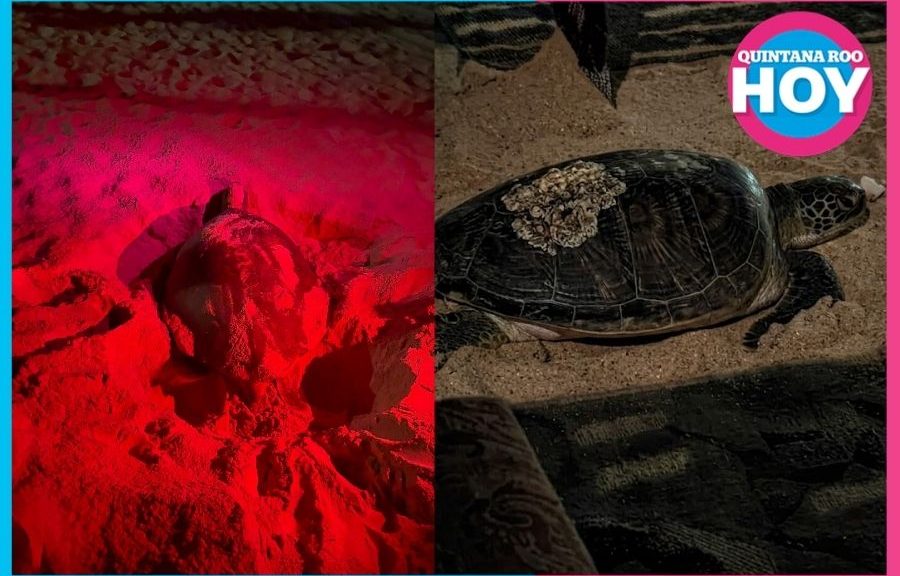 Día Mundial de las Tortugas Marinas: guardianas del Caribe que necesitan protección