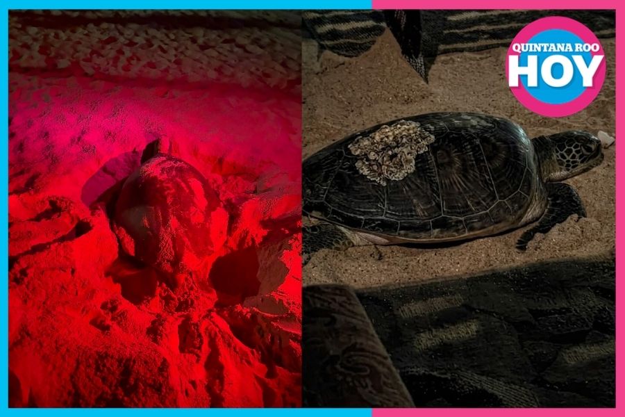 Día Mundial de las Tortugas Marinas: guardianas del Caribe que necesitan protección